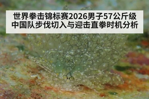世界拳击锦标赛2026男子57公斤级中国队步伐切入与迎击直拳时机分析